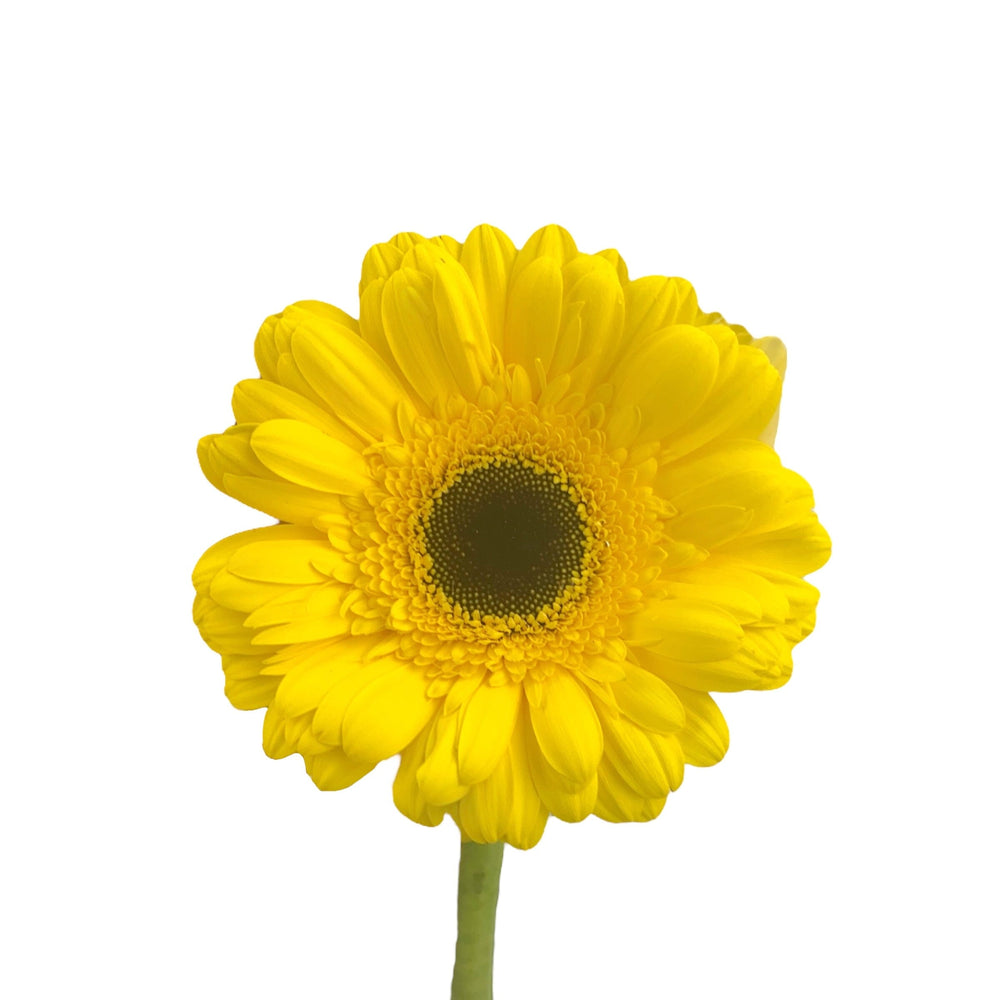 Gerbera - Yellow