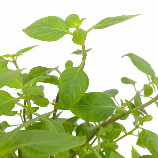 Pot Basil Mix