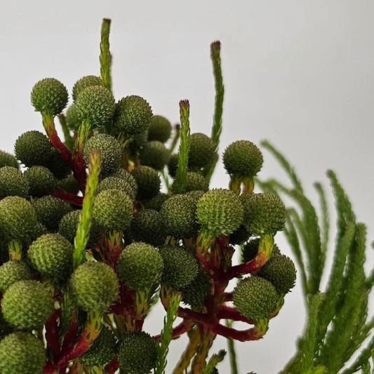 Berzelia Galpinii