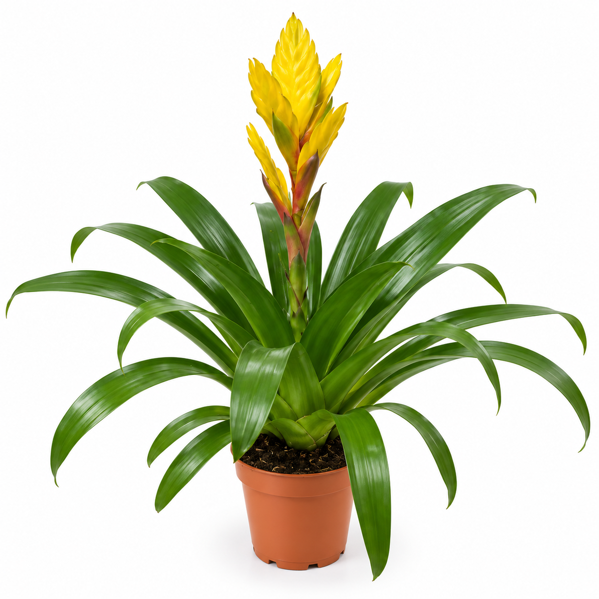 Pot Bromelia