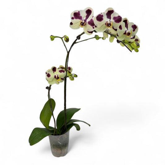 Pot Phalaenopsis 3.5” - Yellow Purple