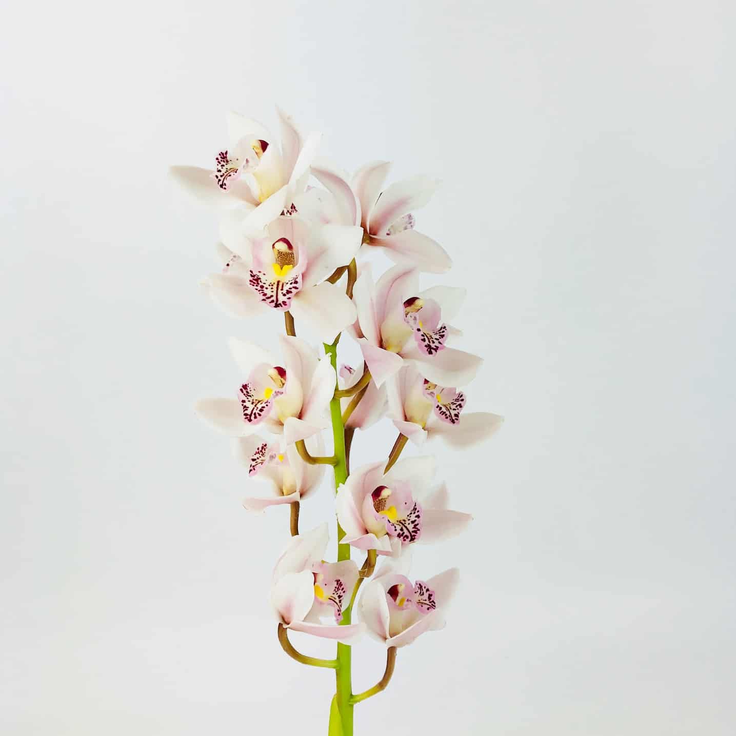Cymbidium Aiko - Light Pink (50cm)