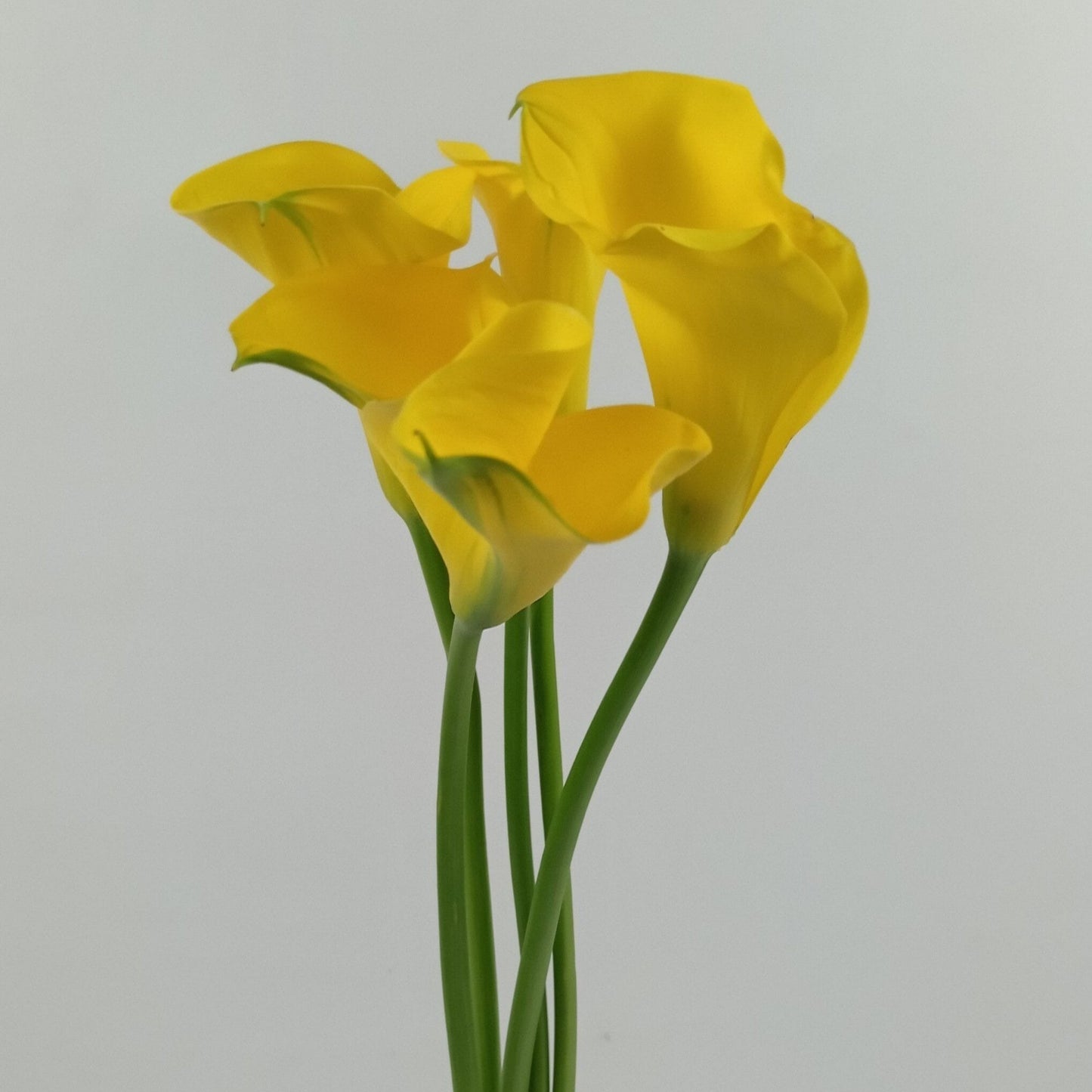 Yellow Calla Lilly | Floristika Malaysia