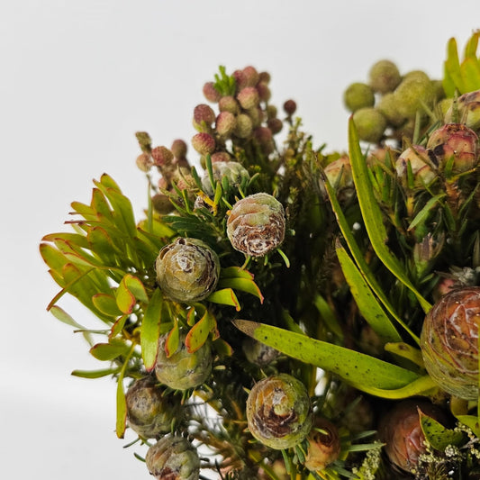 Fresh Cut Flowers at Floristika