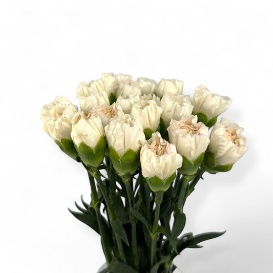 Fresh Cut Flowers at Floristika