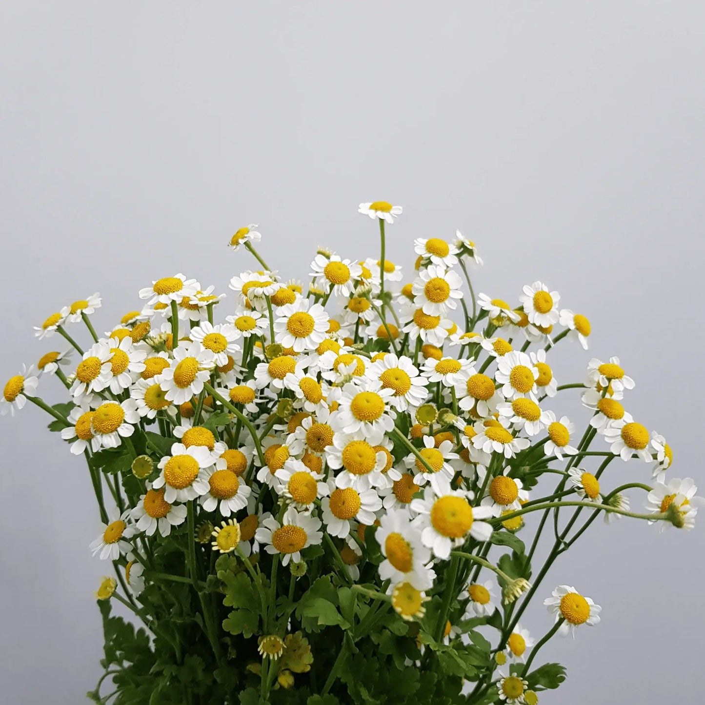 FCMVD03 - Rose, Eustomas & Chamomile