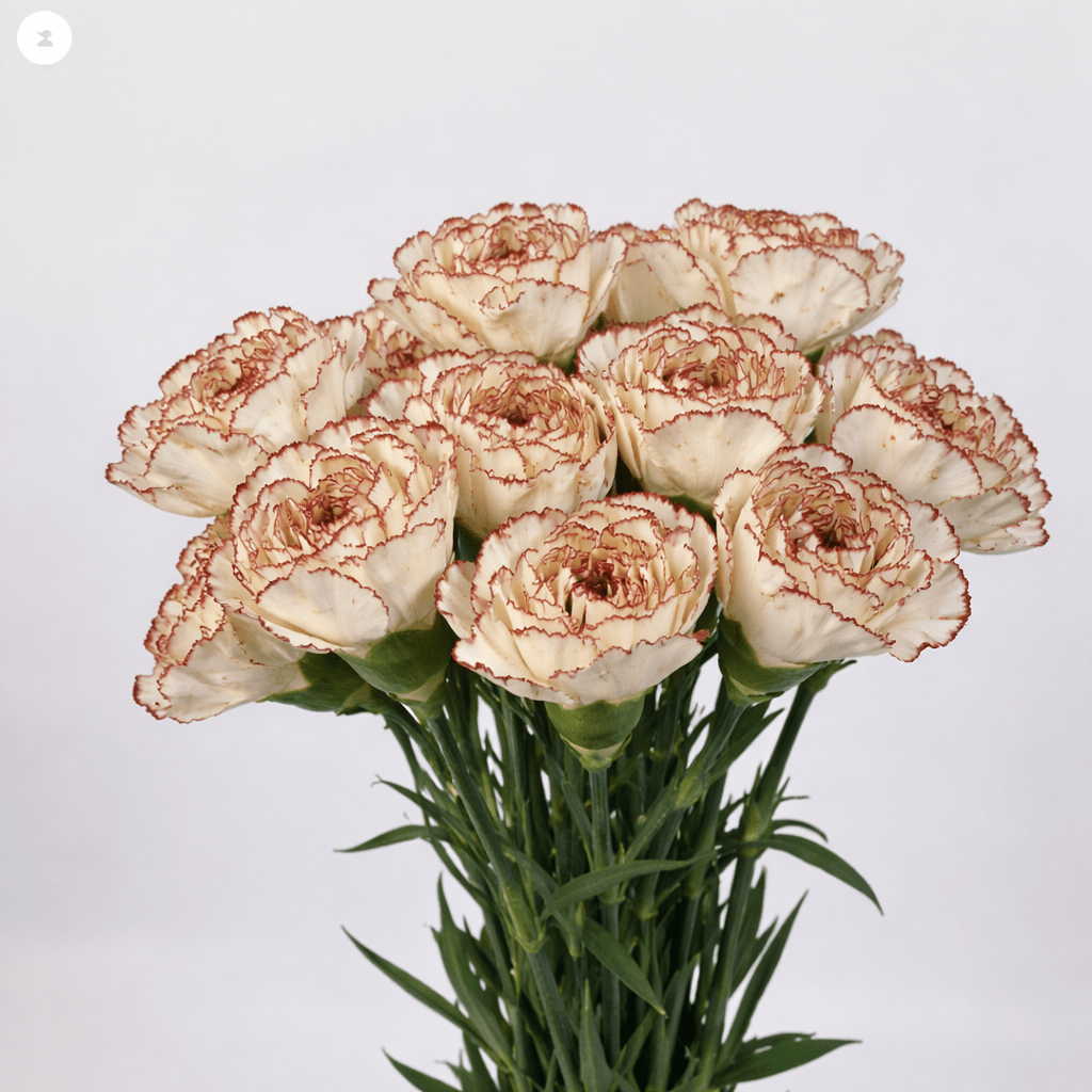Mother's Day Carnation - 2 Tone White Brown (18-20 Stems)