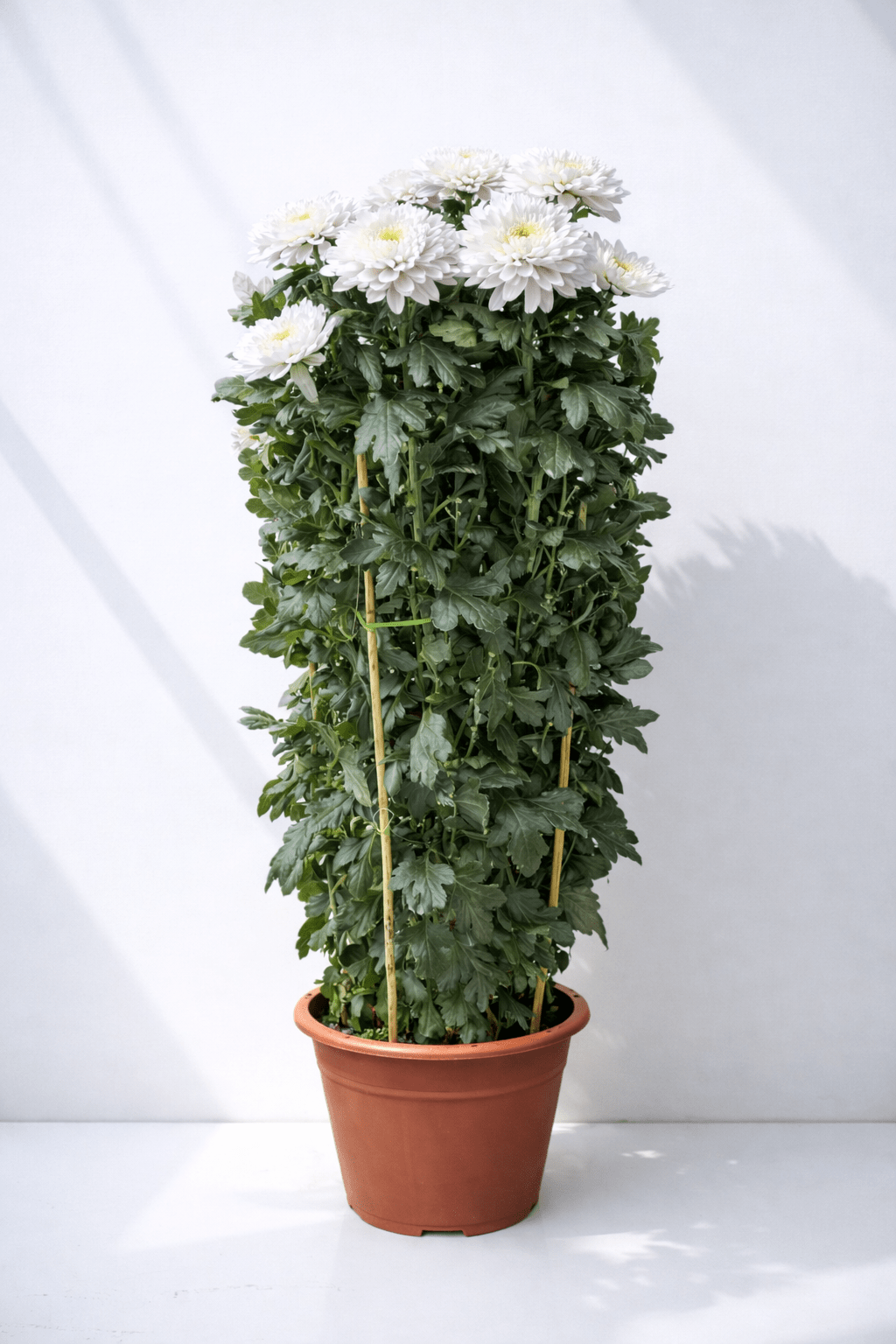 Chrysanthemum Kekwa - White