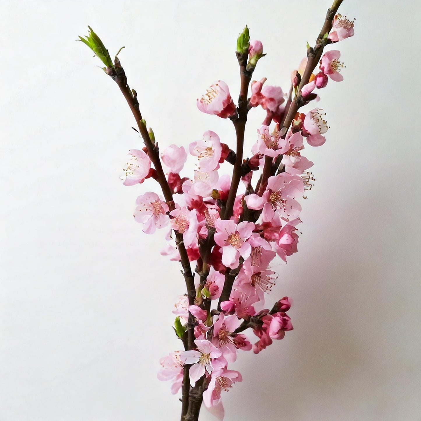 Prunus Keio-Zakura / Sakura (80cm)