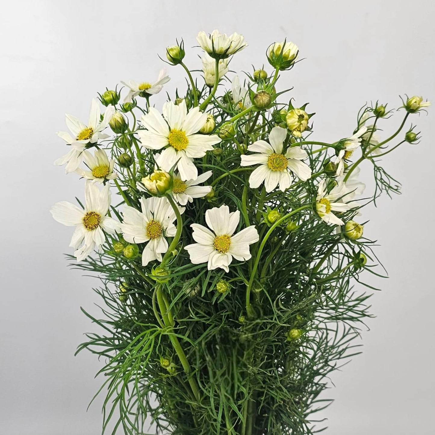 Fresh Cut Flowers at Floristika