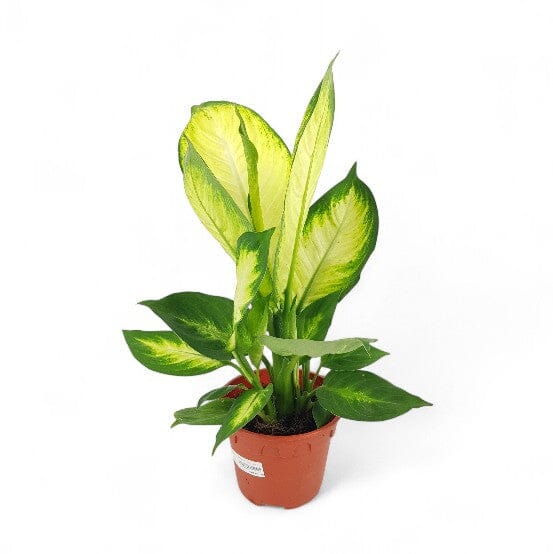 dieffenbachia 'camilla' Dieffenbachia Camilla