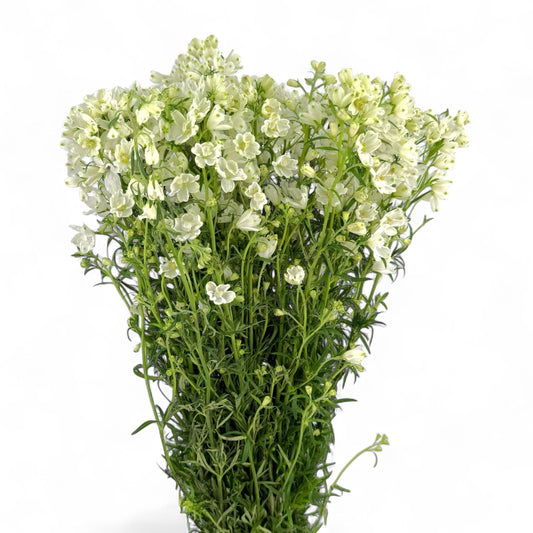 Delphinium (S) - White