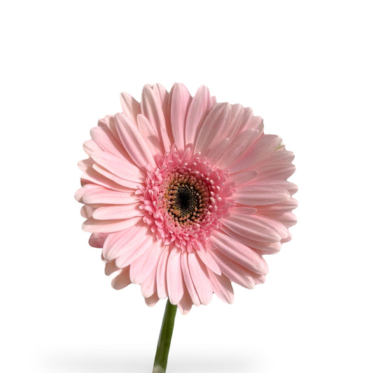 Gerbera - Magnum Pink