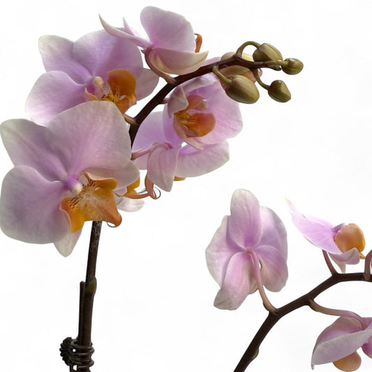 Pot Phalaenopsis Mini Doubles Stem - Light Pink
