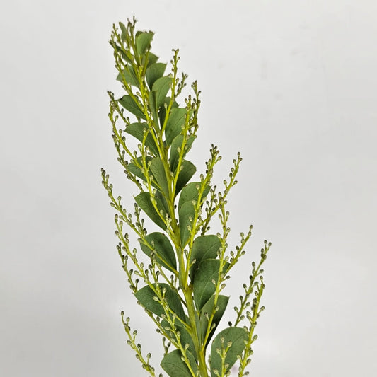 Fresh Cut Flowers at Floristika