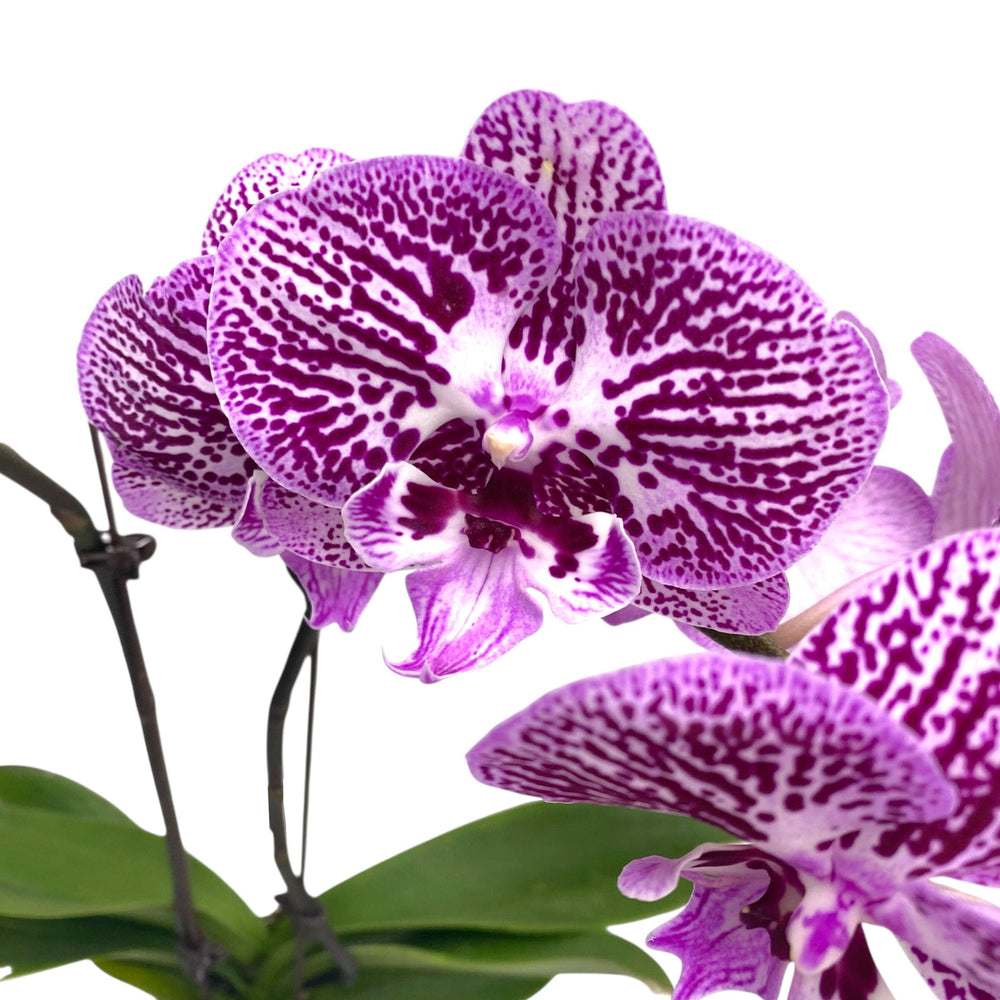 Pot Phalaenopsis 3.5”