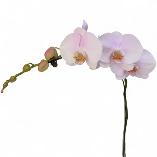 Pot Phalaenopsis 3.5” - Light Pink