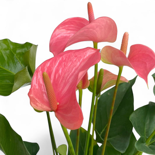 Pot Anthurium Mix - Pink