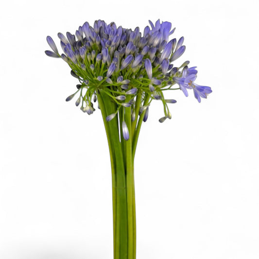Agapanthus