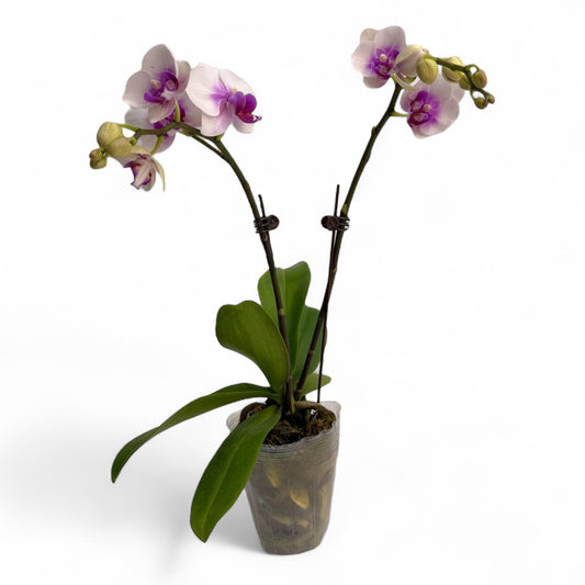 Pot Phalaenopsis Mini Double Stem - White Purple
