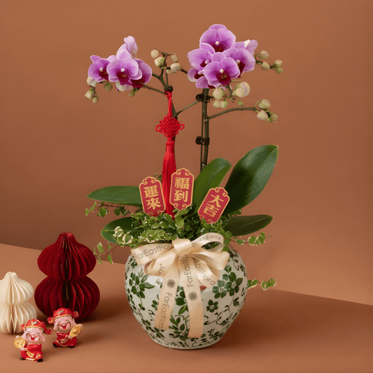 Spring Fortune 春福满堂 – Phalaenopsis