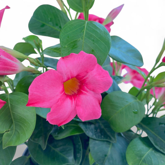Pot Brazillian Jasmine #150