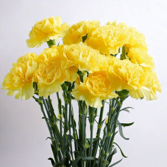 PRE-ORDER Mother's Day Carnation - Yellow (18-20 Stems)