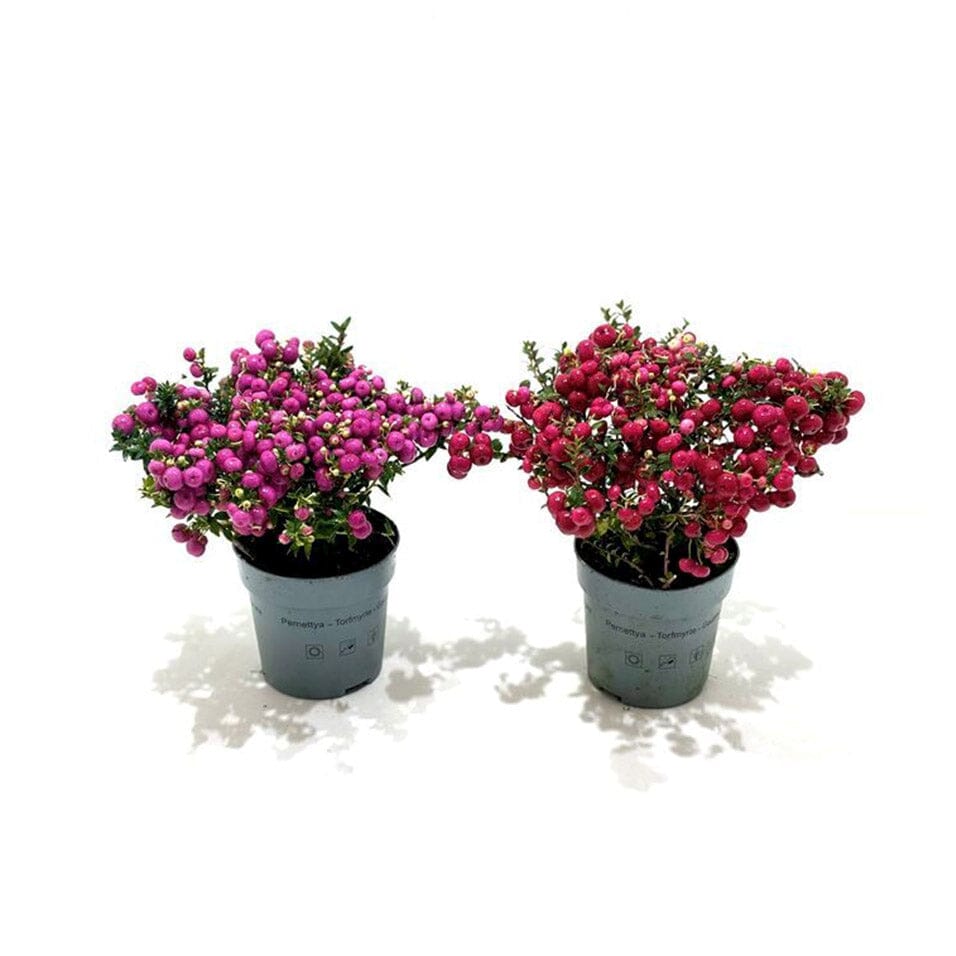 Gaultheria Mucronata "Prickly Heath" Plant