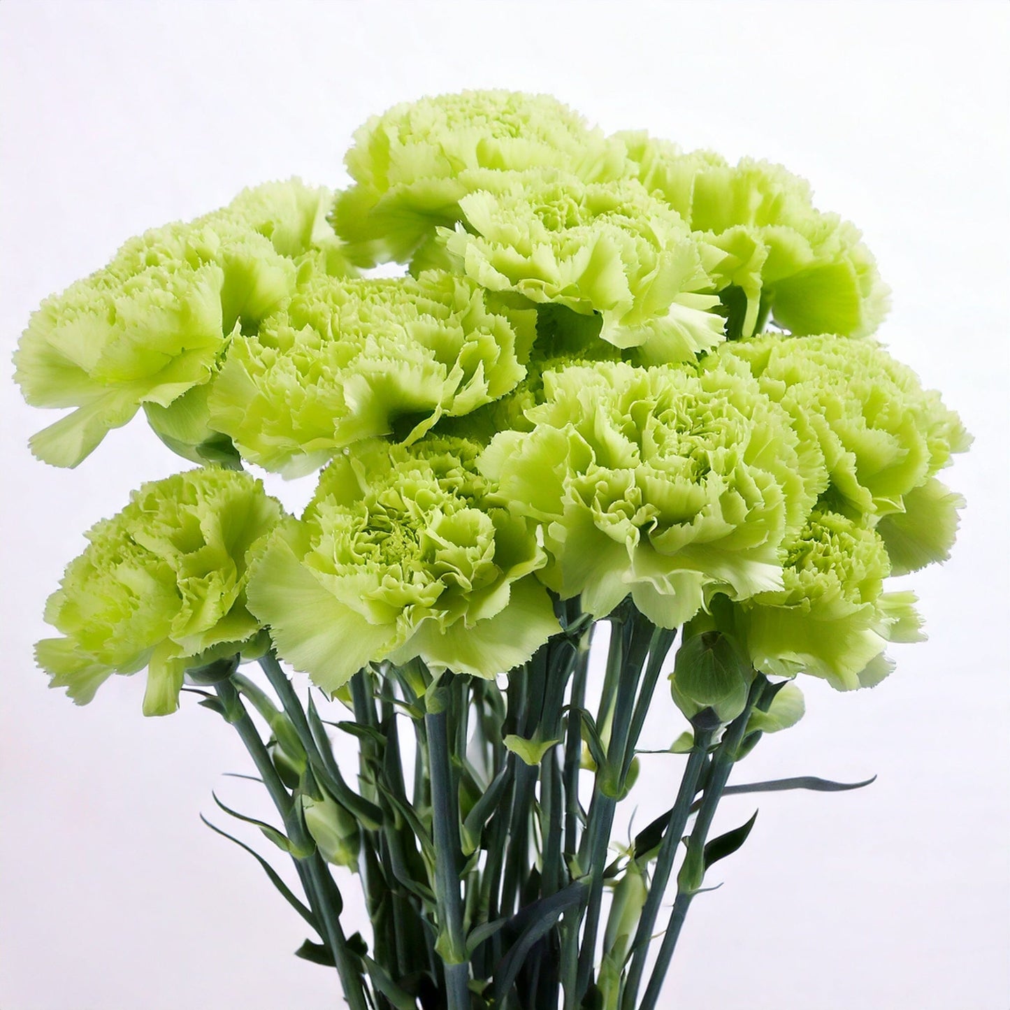 Carnation Flowers for Mother's Day celebration
