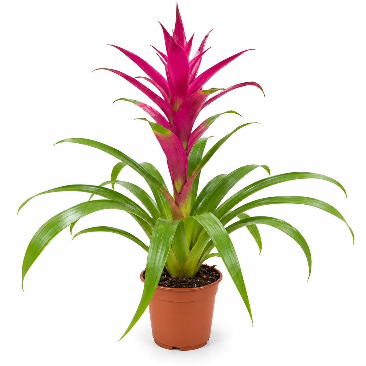 Pot Guzmania Pink