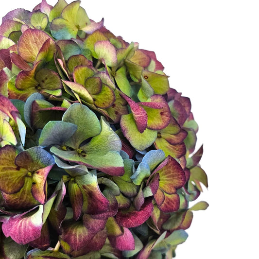 Fresh Cut Flowers at Floristika