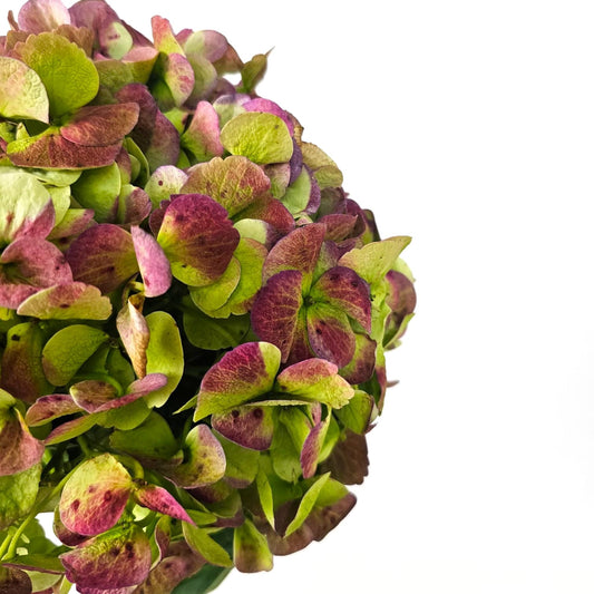 Fresh Cut Flowers at Floristika