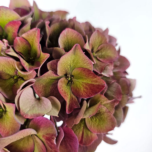 Fresh Cut Flowers at Floristika