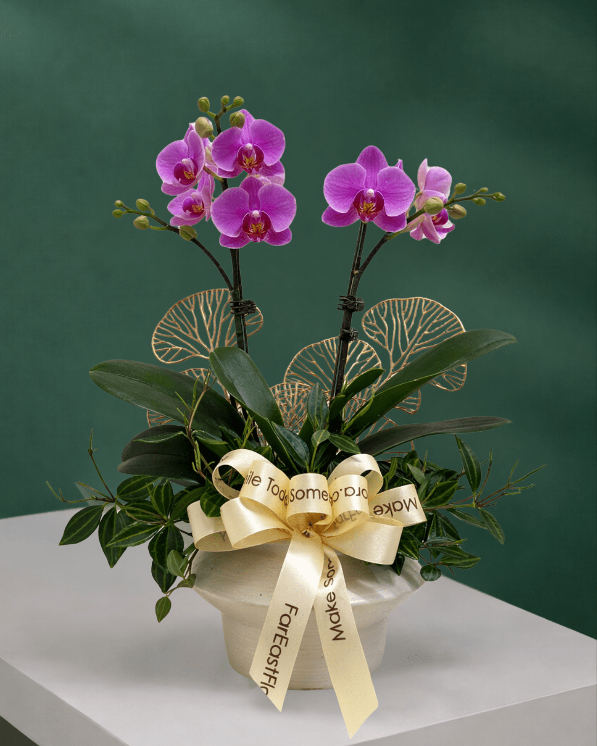 Pesona Raya - Purple Phalaenopsis