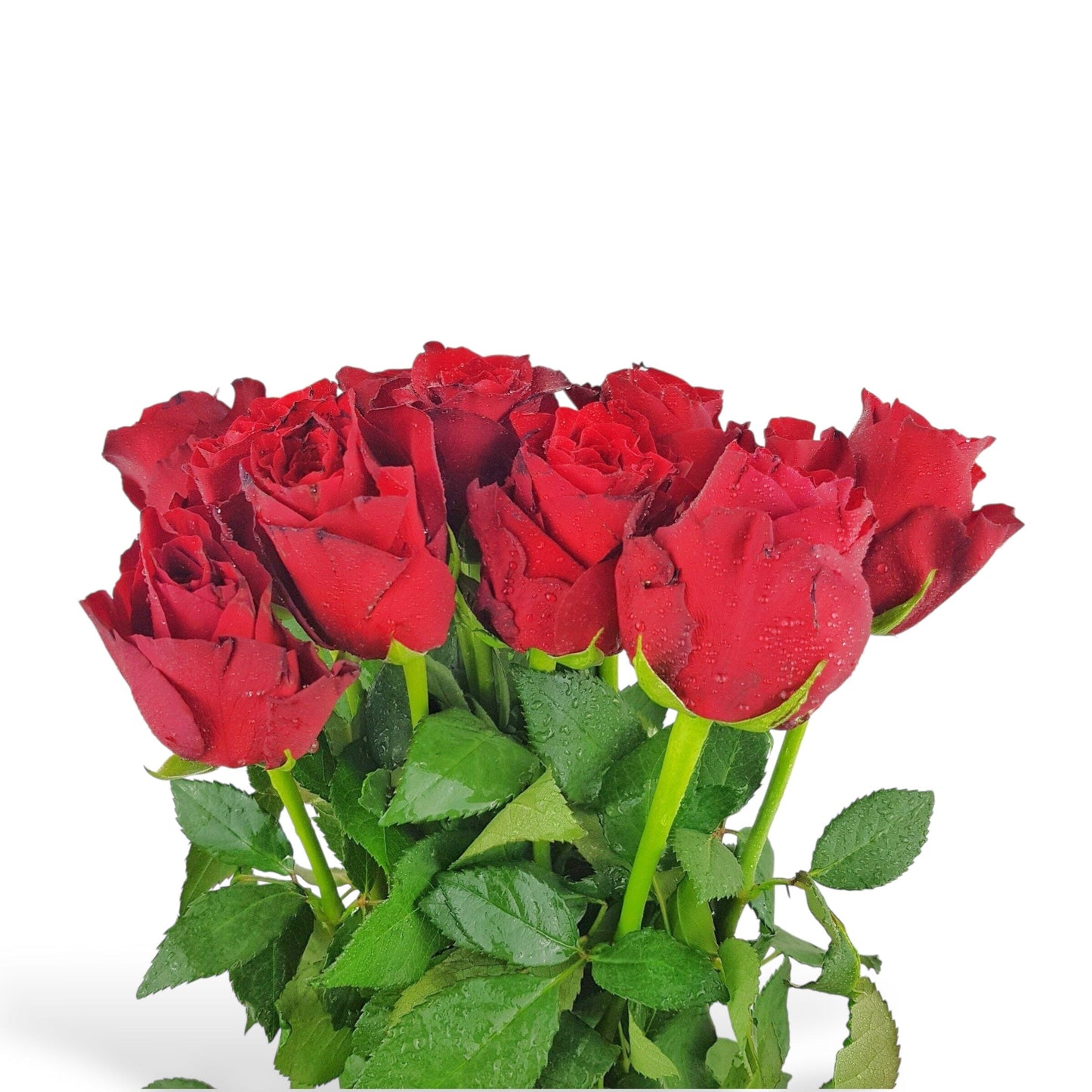 Rose - Legend Red (10 stems)