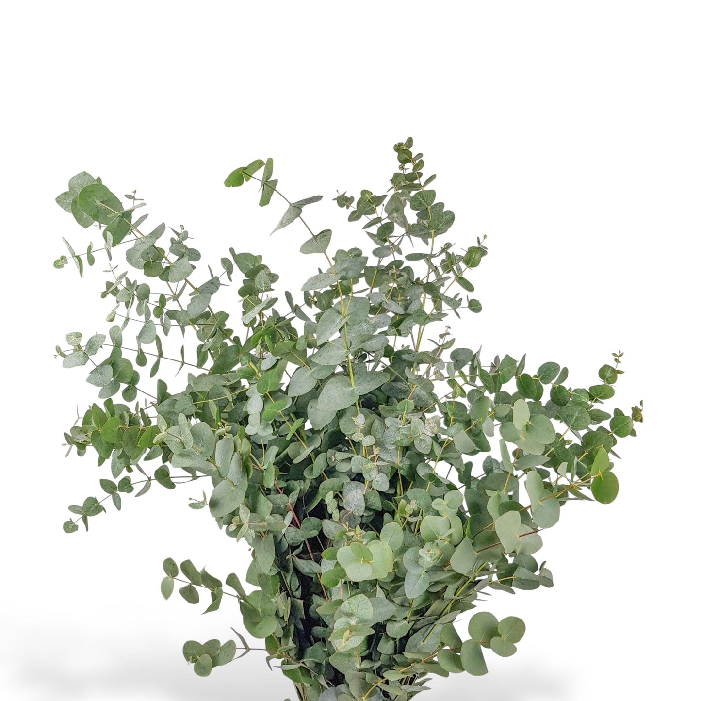 FCMVD02 - Rose, Baby' Breath & Eucalyptus