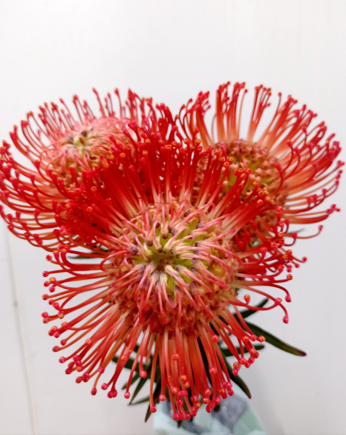 Nutan Succession - Orange (5 Stems_