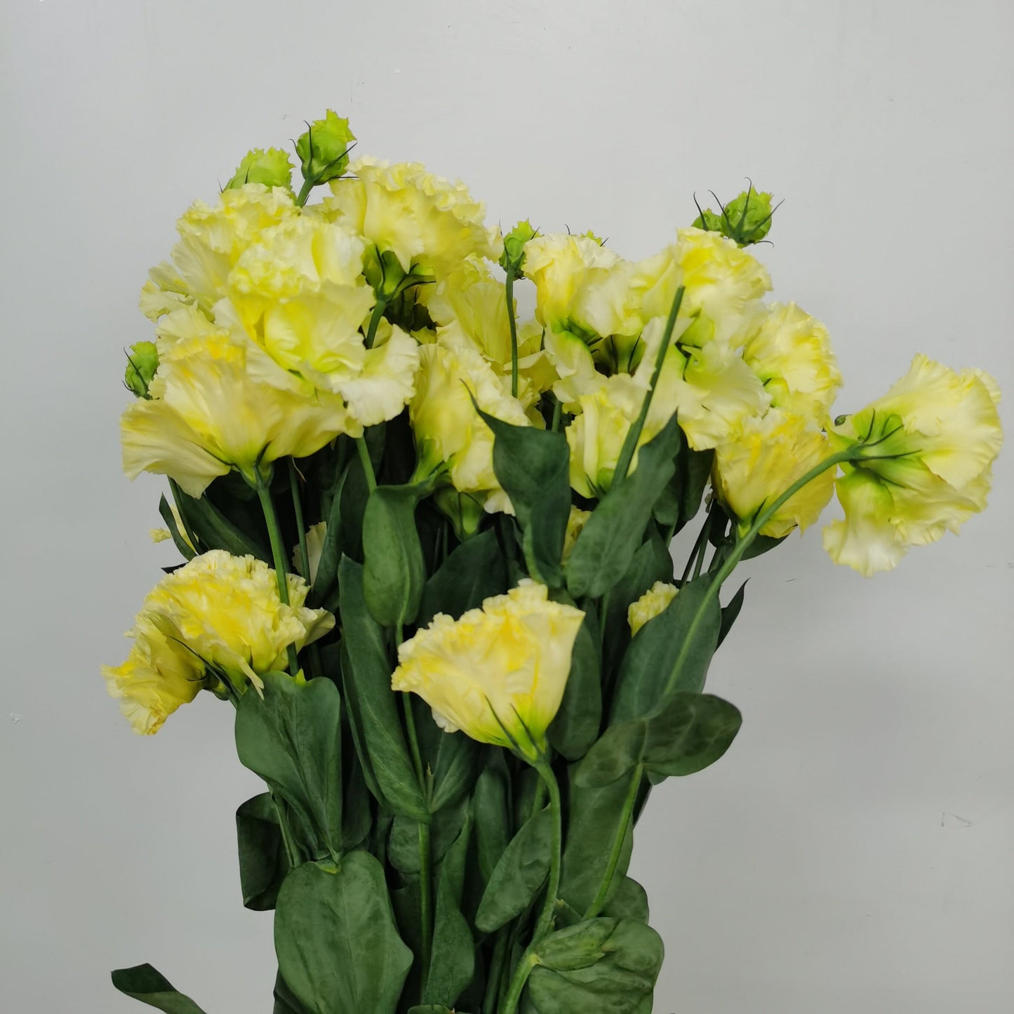 Eustom - Light Champagne | Floristika Malaysia