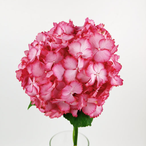 Hydrangea Magical Color Dream (Imported) - 2 Tone Pink