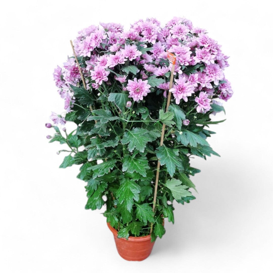 Chrysanthemum Spray - Light Purple (3ft)