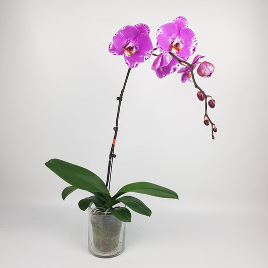 Phalaenopsis - Pink Dotted (Without Pot)