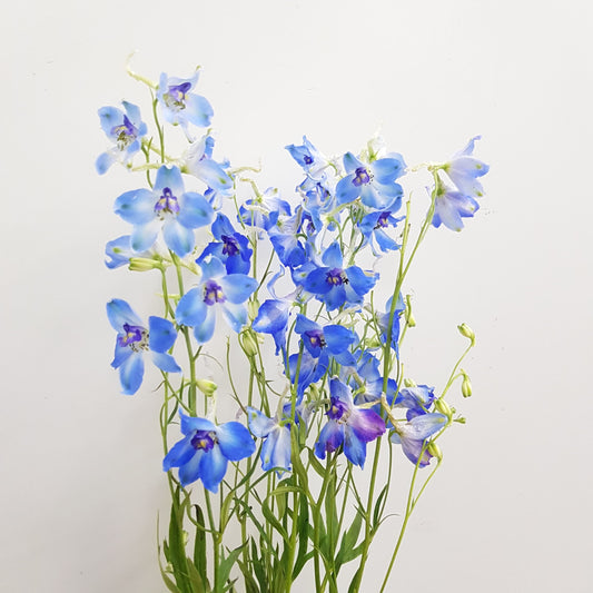 Delphinium - Light Blue