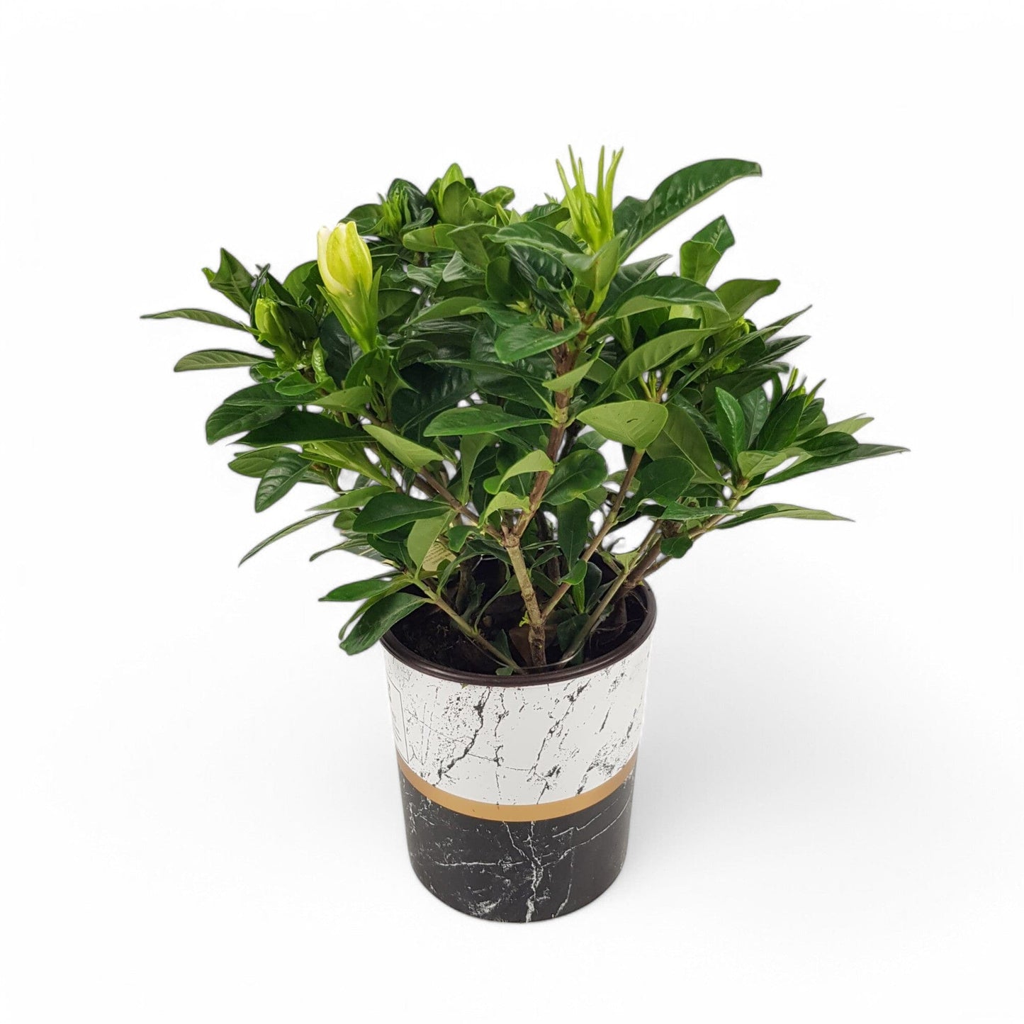Gardenia Jasmine (Hydroponic Pot)