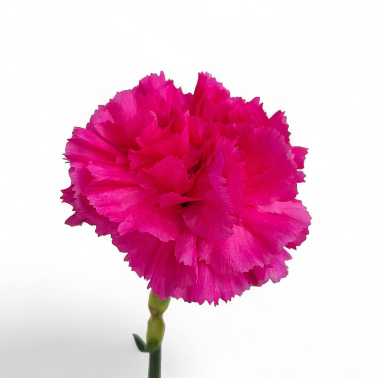 Carnation - Cherry Red
