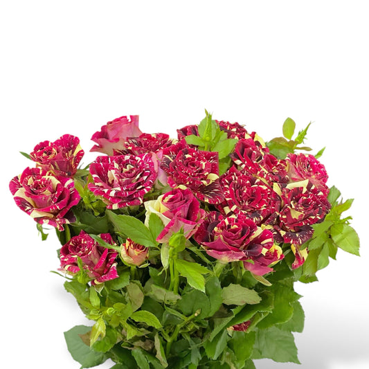 Rose Spray - 2 Tone Red Yellow