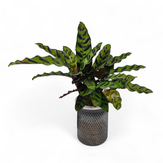 Calathea Lacifolia 110 (Hydroponic Pot)