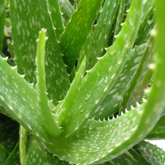 Aloe Vera (P150)