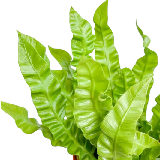 Asplenium Curly Wave - 8cm