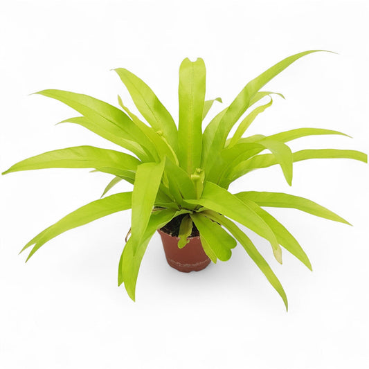 Pot Asplenium Antiqum S  Green