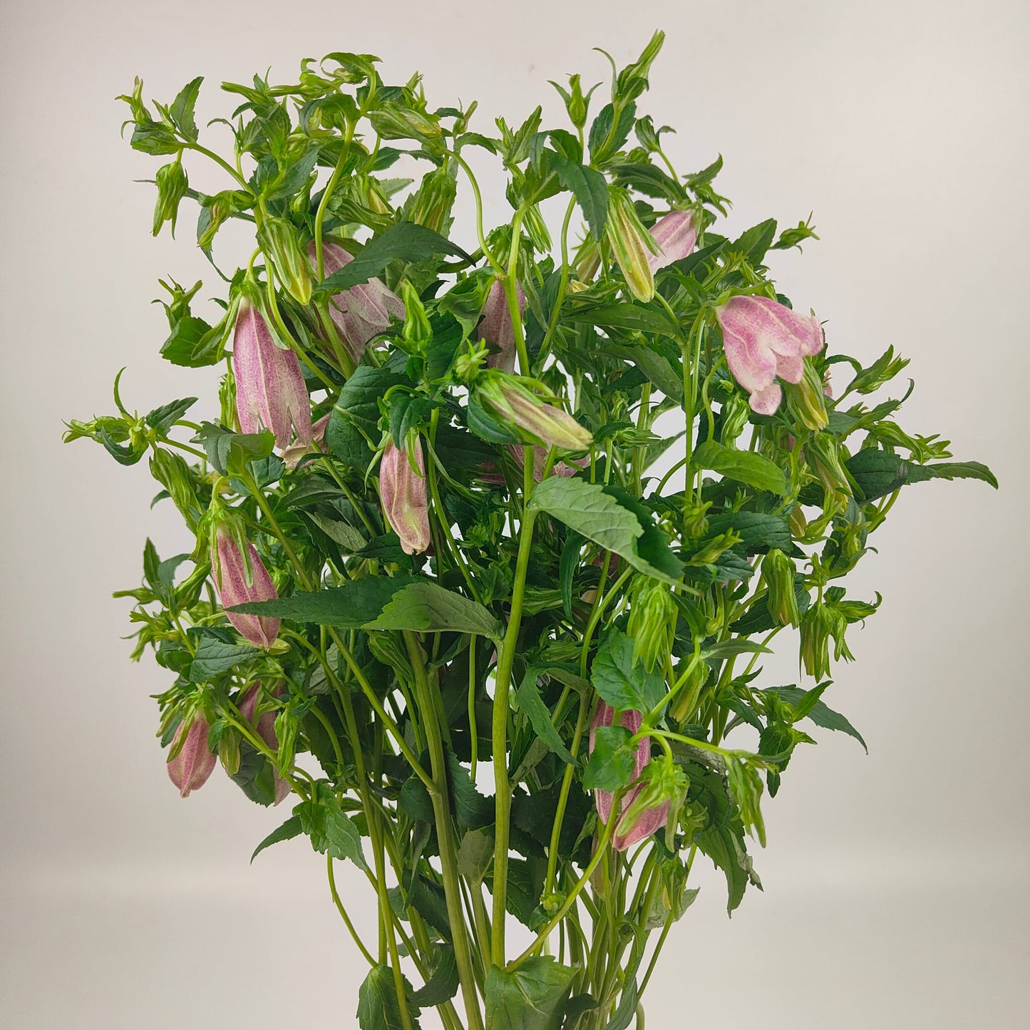 Campunula Punctata 紫斑风铃